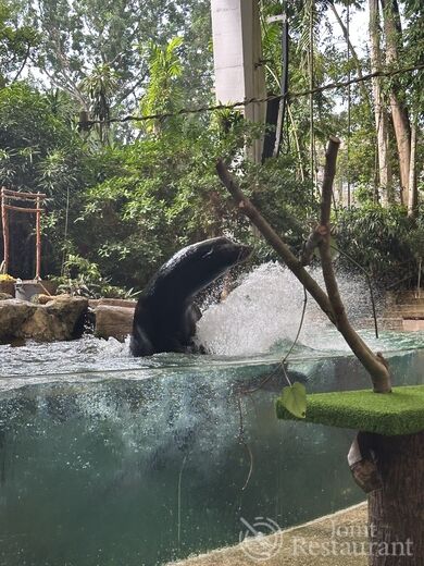 子連れシンガポール】6歳児と巡るシンガポール動物園ガイド