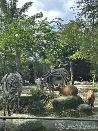 子連れシンガポール】6歳児と巡るシンガポール動物園ガイド